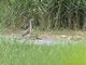 Chinese Pond-Heron (Ardeola bacchus) - Juvenile