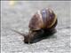 Giant African Land Snail (Achatina fulica)