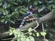 Blue Magpie (Urocissa erythrorhyncha)