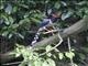 Red-billed Blue-Magpie (Urocissa erythroryncha)