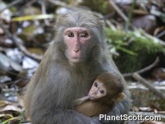 Rhesus Monkey (Macaca mulatta) - Baby Feeding