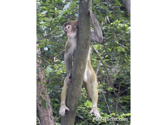 Rhesus Monkey (Macaca mulatta) - Young Male In Tree