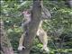 Rhesus Monkey (Macaca mulatta) - Young Male In Tree