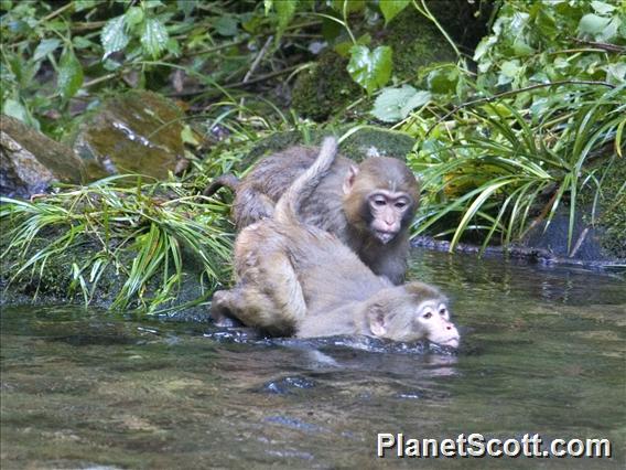 Rhesus Monkey (Macaca mulatta) - Swimming