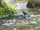 Brown Dipper (Cinclus pallasii) - Swimming