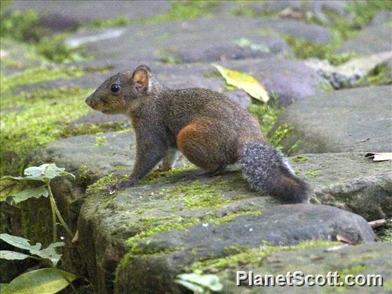 Red-hipped Squirrel (Dremomys pyrrhomerus)
