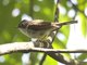 Striated Yuhina (Yuhina castaniceps)