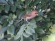 Vinous-throated Parrotbill (Paradoxornis webbianus)