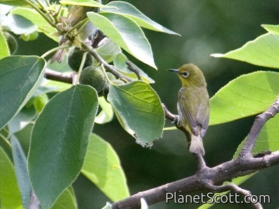 Japanese White-eye (Zosterops japonicus)