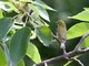 Japanese White-eye (Zosterops japonicus)