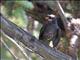 Black Bulbul (Hypsipetes leucocephalus) - Juvenile