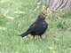 Eurasian Blackbird (Turdus merula)