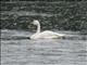 Tundra Swan (Cygnus columbianus) - Bewicks