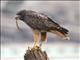 Red-tailed Hawk (Buteo jamaicensis) - With Gopher Snake