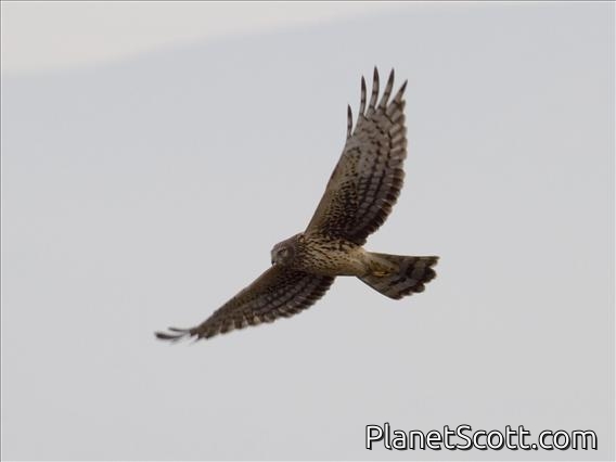 Northern Harrier (Circus cyaneus)