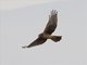 Northern Harrier (Circus cyaneus)