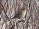 White-crowned Sparrow (Zonotrichia leucophrys) - 1st Winter Taiga Group