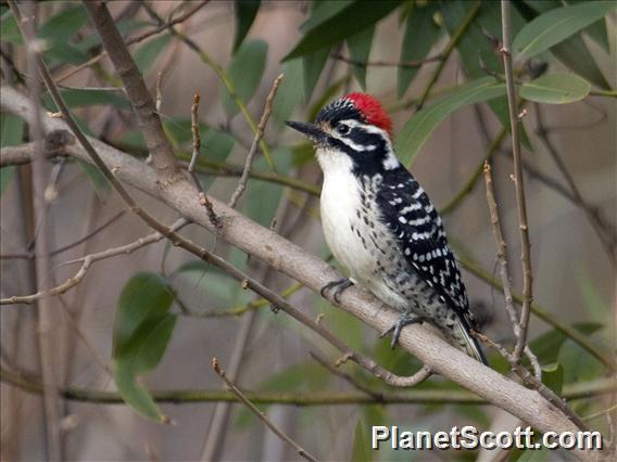 Nuttall's Woodpecker (Dryobates nuttallii)