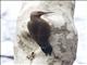 Northern Flicker (Colaptes auratus)