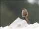 Striped Sparrow (Oriturus superciliosus)