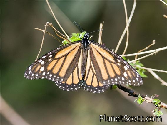 Monarch Butterfly (Danaus  Plexippus)