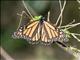 Monarch Butterfly (Danaus  Plexippus)