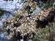 Monarch Butterflies (Danaus  Plexippus)