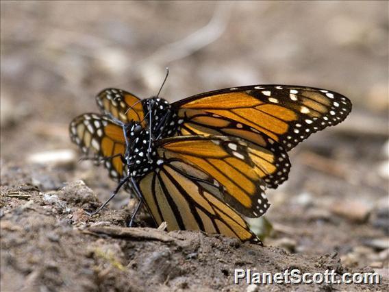 Monarch Butterfly (Danaus  Plexippus) - Mating