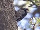 Stricklands Woodpecker (Picoides stricklandi)