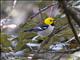 Hermit Warbler (Dendroica occidentalis)