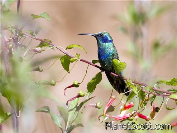 Green Violetear (Colibri thalassinus)