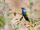 Green Violet-ear (Colibri thalassinus)