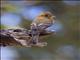 Tufted Flycatcher (Mitrephanes phaeocercus)