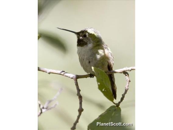 Bumblebee Hummingbird (Atthis heloisa)