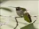 Bumblebee Hummingbird (Atthis heloisa)