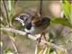 Black-chested Sparrow (Aimophila humeralis)