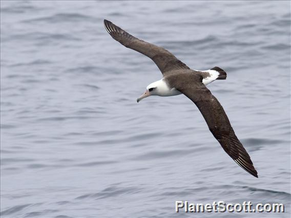 Laysan Albatross (Diomedea immutabilis)