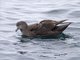 Sooty Shearwater (Puffinus griseus)