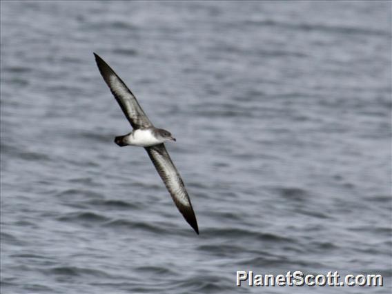 Pink-footed Shearwater (Ardenna creatopus)