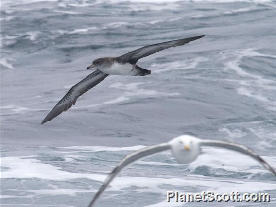 Pink-footed Shearwater (Ardenna creatopus)