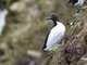Thick-billed Murre (Uria lomvia)