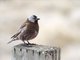 Gray-crowned Rosy-Finch (Leucosticte tephrocotis)