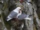 Red-legged Kittiwake (Rissa brevirostris)