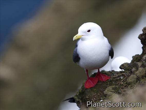 Red-legged Kittiwake (Rissa brevirostris)