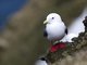 Red-legged Kittiwake (Rissa brevirostris)