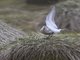 Rock Sandpiper (Calidris ptilocnemis)