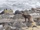 Arctic Fox (Alopex lagopus)