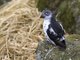 Least Auklet (Aethia pusilla)