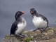 Parakeet Auklet (Cyclorrhynchus psittacula)