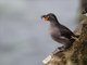 Crested Auklet (Aethia cristatella)